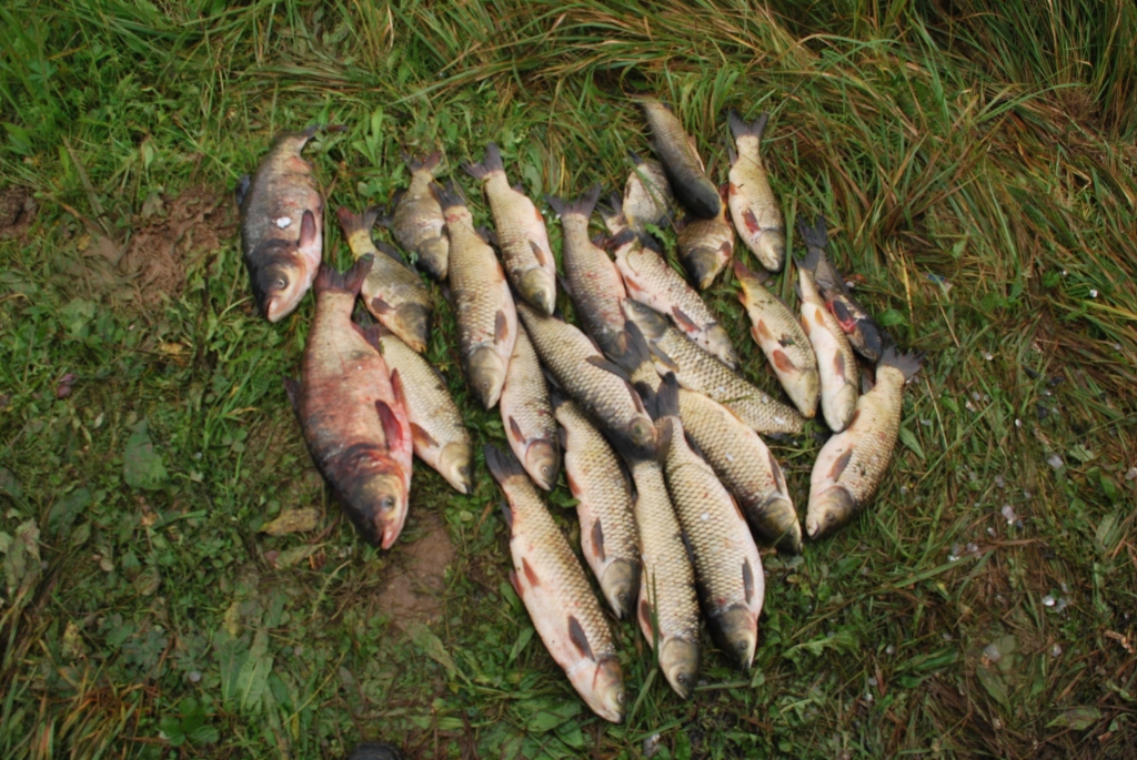 осенняя рыбалка на пруду 2013 года