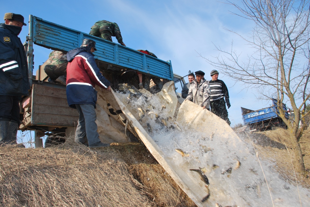 запуск карпа в пруд